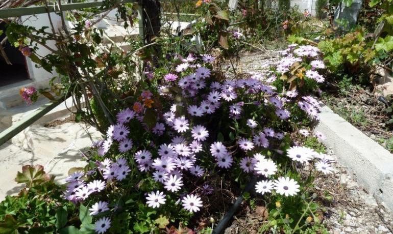 Revente - Villa -
Murcia*