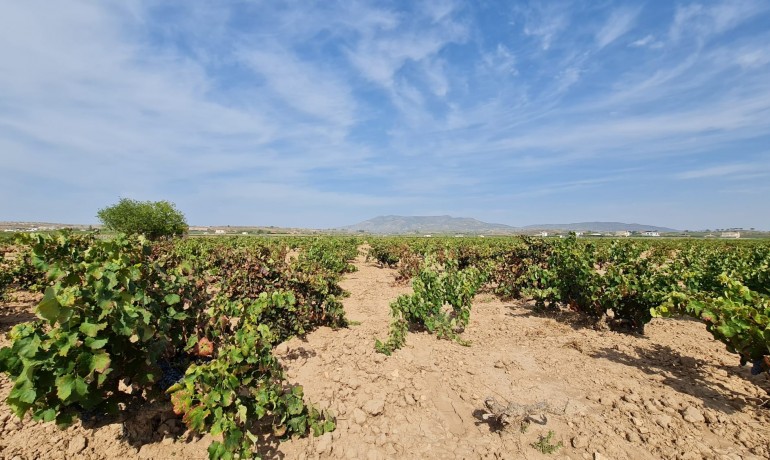 Herverkoop - Plot -
Pinoso