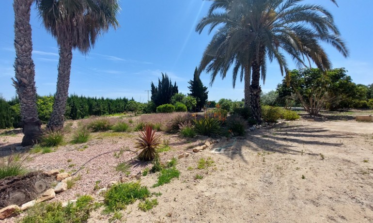 Revente - Finca / Propriété de campagne -
San Miguel de Salinas* - San Miguel De Salinas