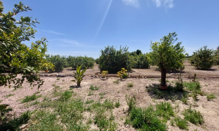 Revente - Finca / Propriété de campagne -
San Miguel de Salinas* - San Miguel De Salinas