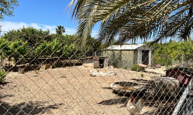 Revente - Finca / Propriété de campagne -
San Miguel de Salinas* - San Miguel De Salinas