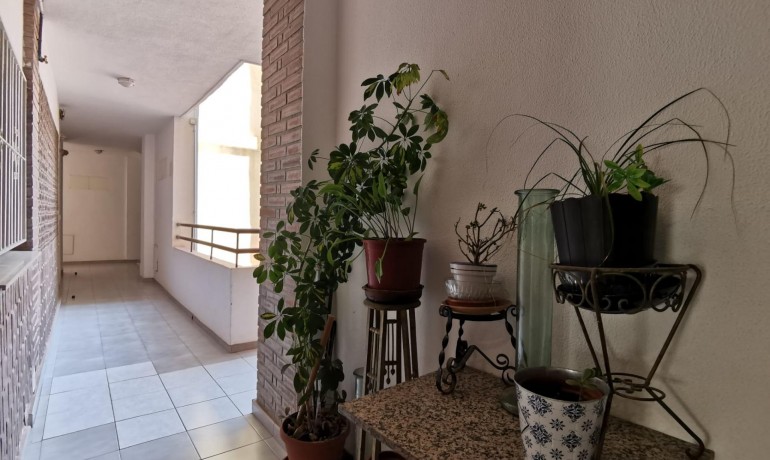 Revente - Appartement / Flat -
Torrevieja* - Estacion de autobuses