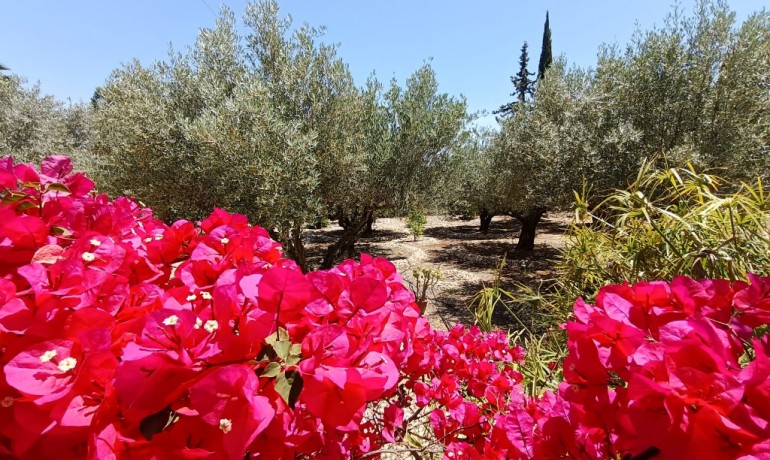 Herverkoop - Finca / Landgoed -
Albatera