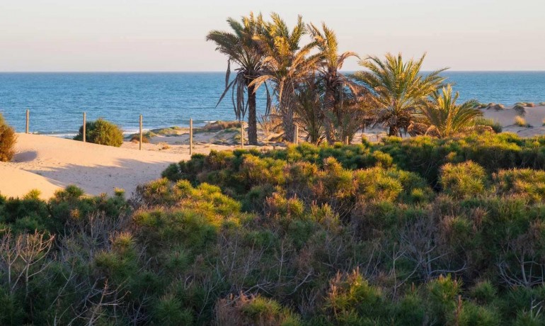 New Build - Apartment / Flat -
Guardamar del Segura* - Avda del Puerto