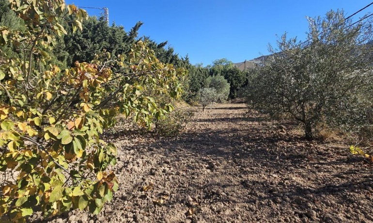 Sale - Finca / Country Property -
Algueña - Alguena