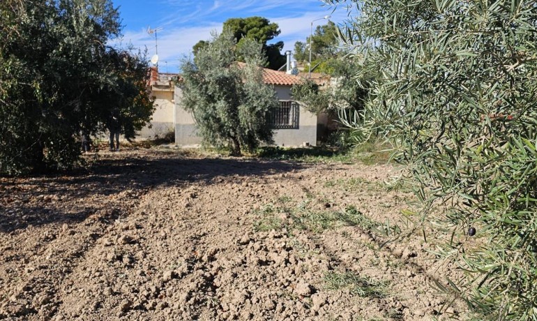 Sale - Finca / Country Property -
Algueña - Alguena
