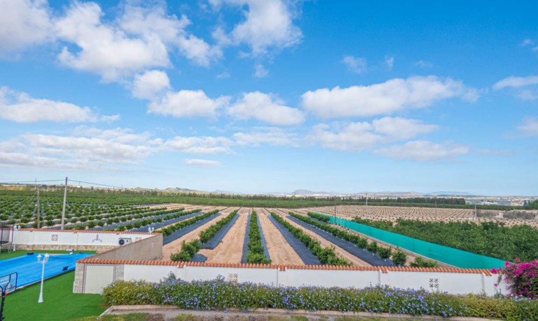Revente - Finca / Propriété de campagne -
San Miguel de Salinas - San Miguel - Country