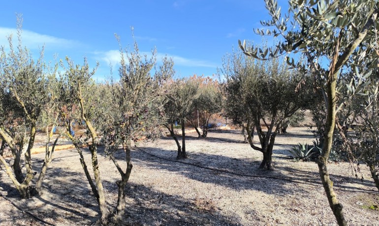 Sale - Villa -
Villena - Rural location