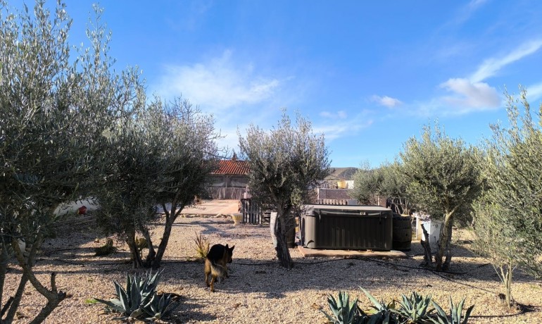 Sale - Villa -
Villena - Rural location