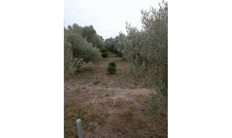 Revente - Country Property -
Dolores