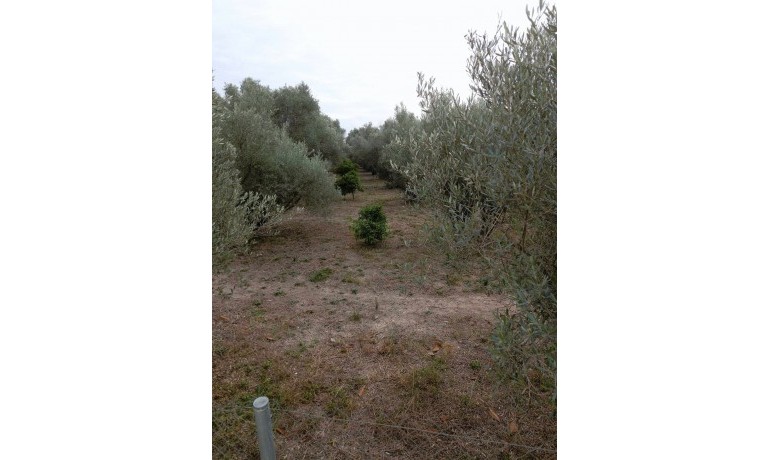 Sale - Country Property -
Dolores*